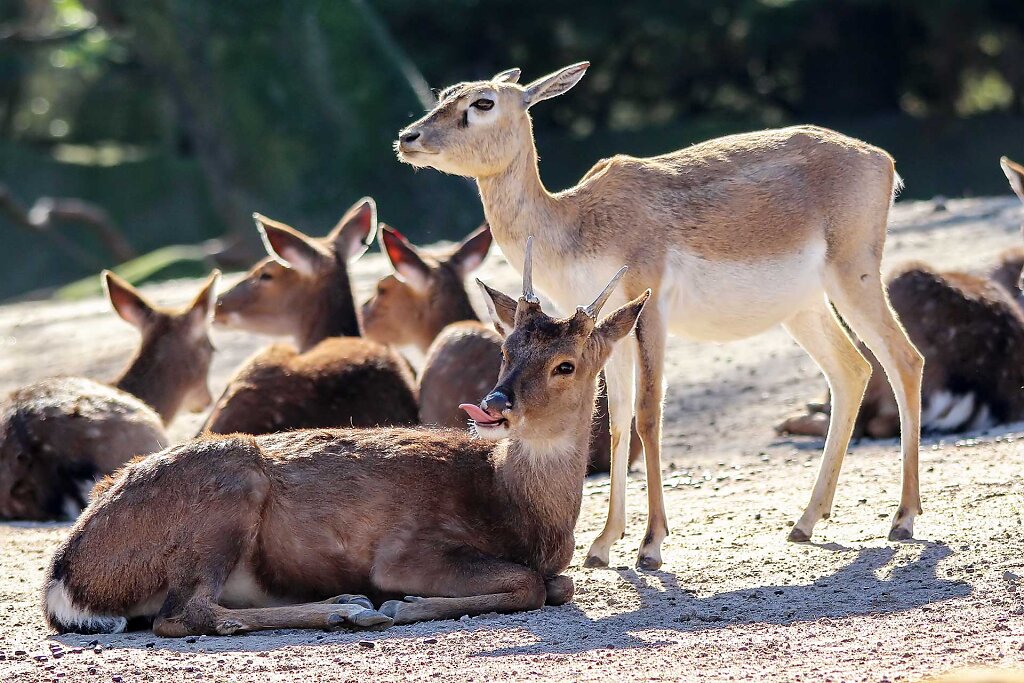 08.03.2015: Hagenbecks Tierpark