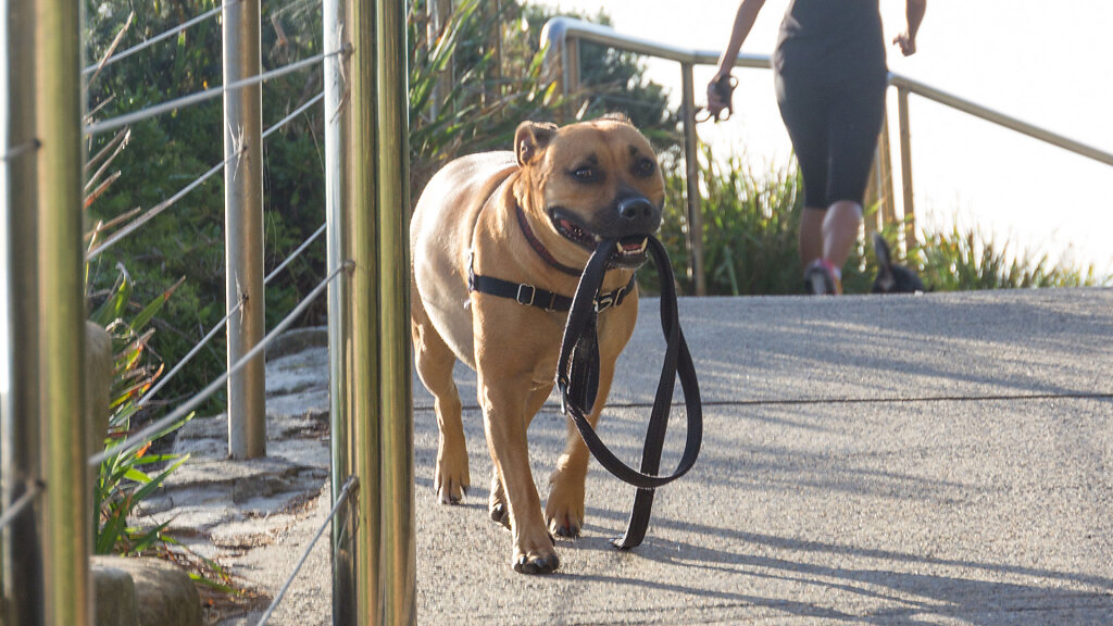 Bondi to Bronte Coastal Walk