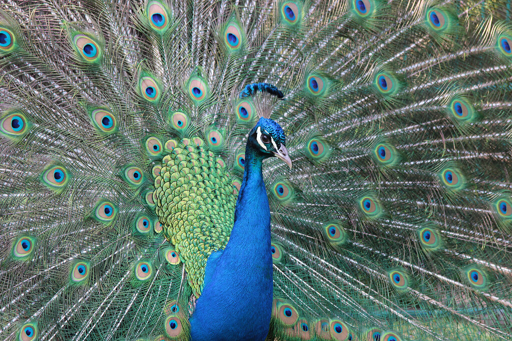 05.05.2013: Hagenbecks Tierpark