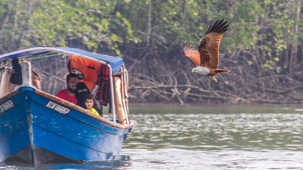 Eagle Feeding
