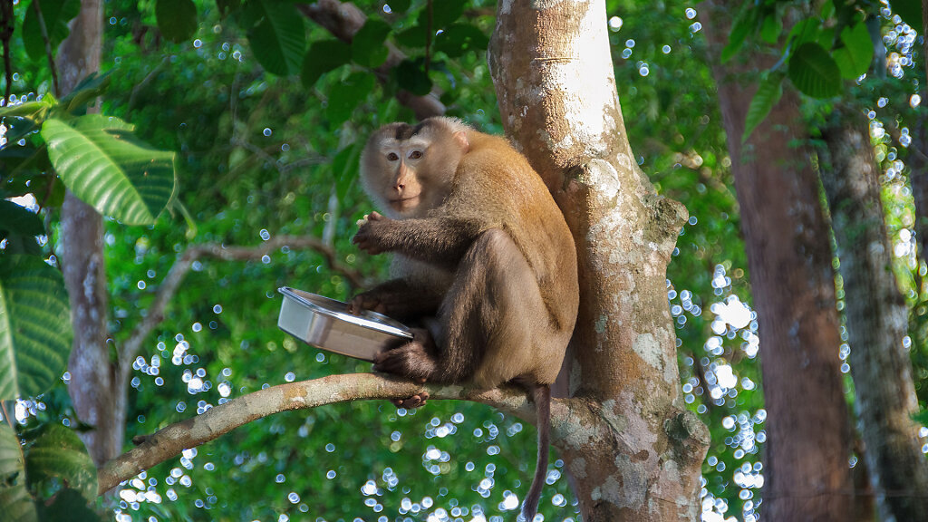 Khao Yai National Park