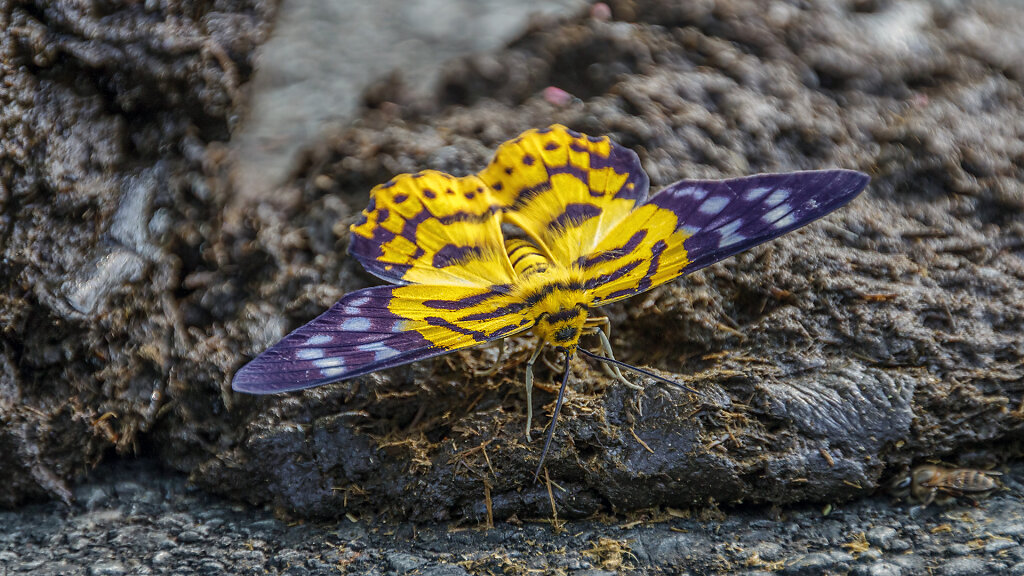 Khao Yai National Park