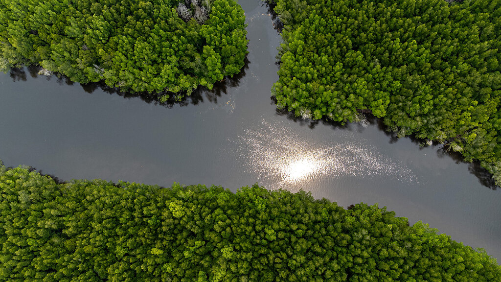 Ban Nam Rap Mangrove Forest