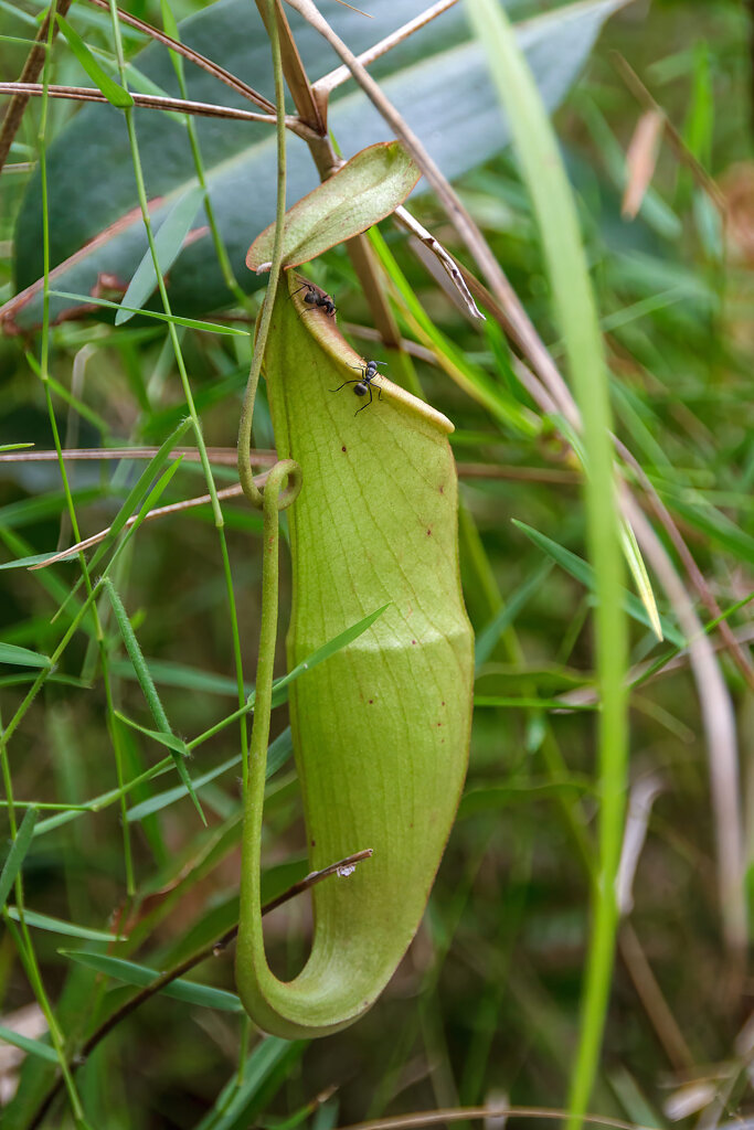 Thung Khai Botanic Garden